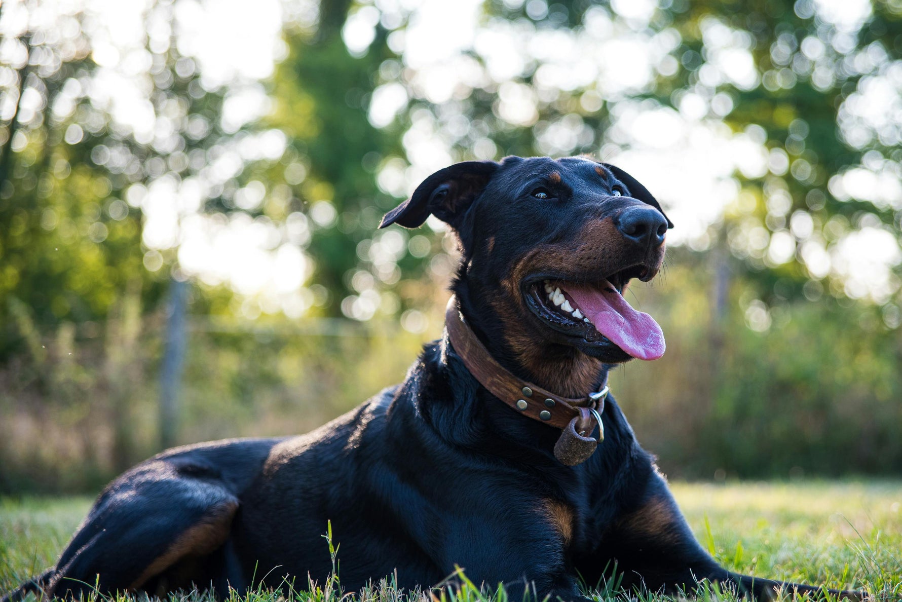 🐾 The Ultimate Guide to Choosing the Right Toys for Your Dog’s Size and Age