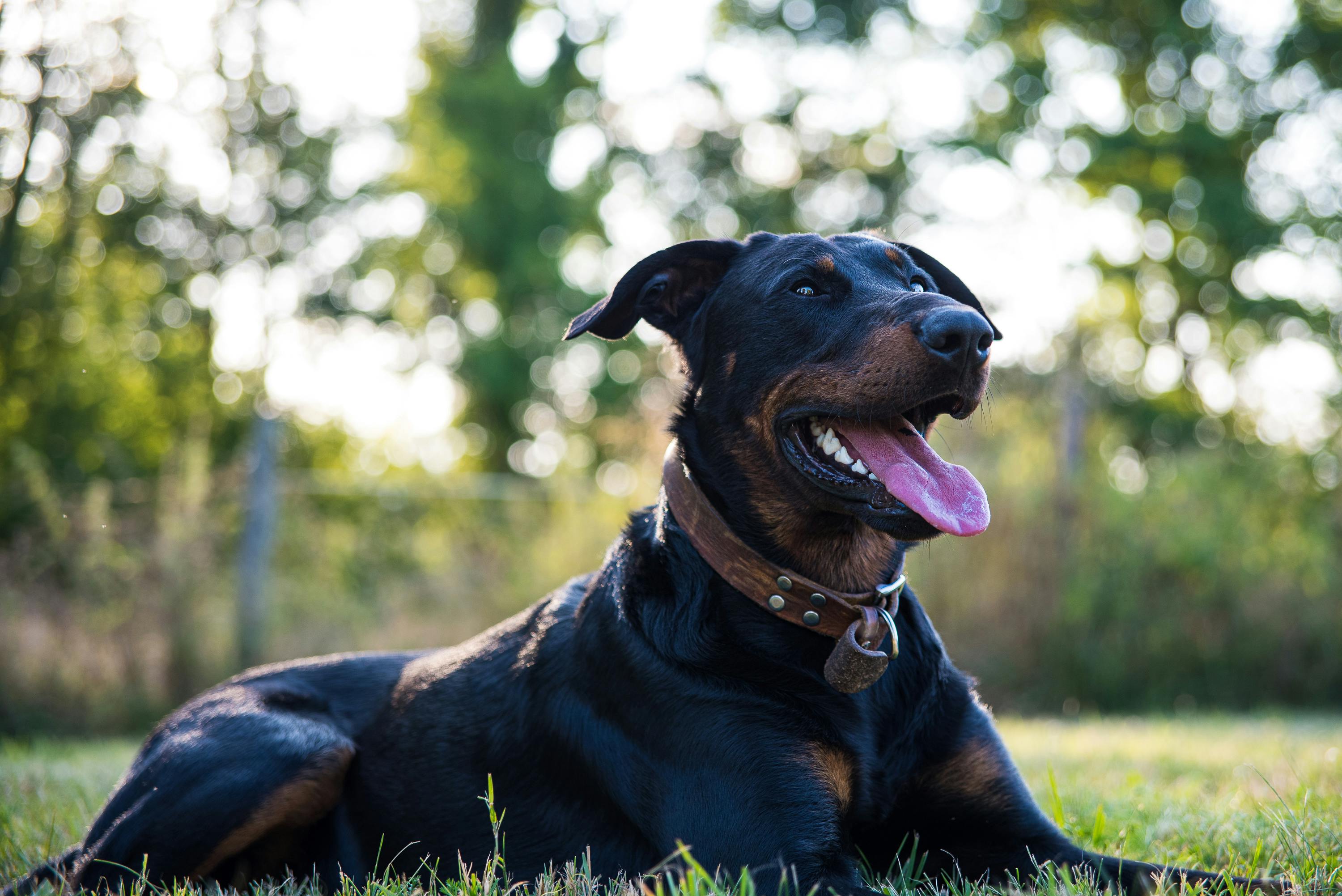 🐾 The Ultimate Guide to Choosing the Right Toys for Your Dog’s Size and Age