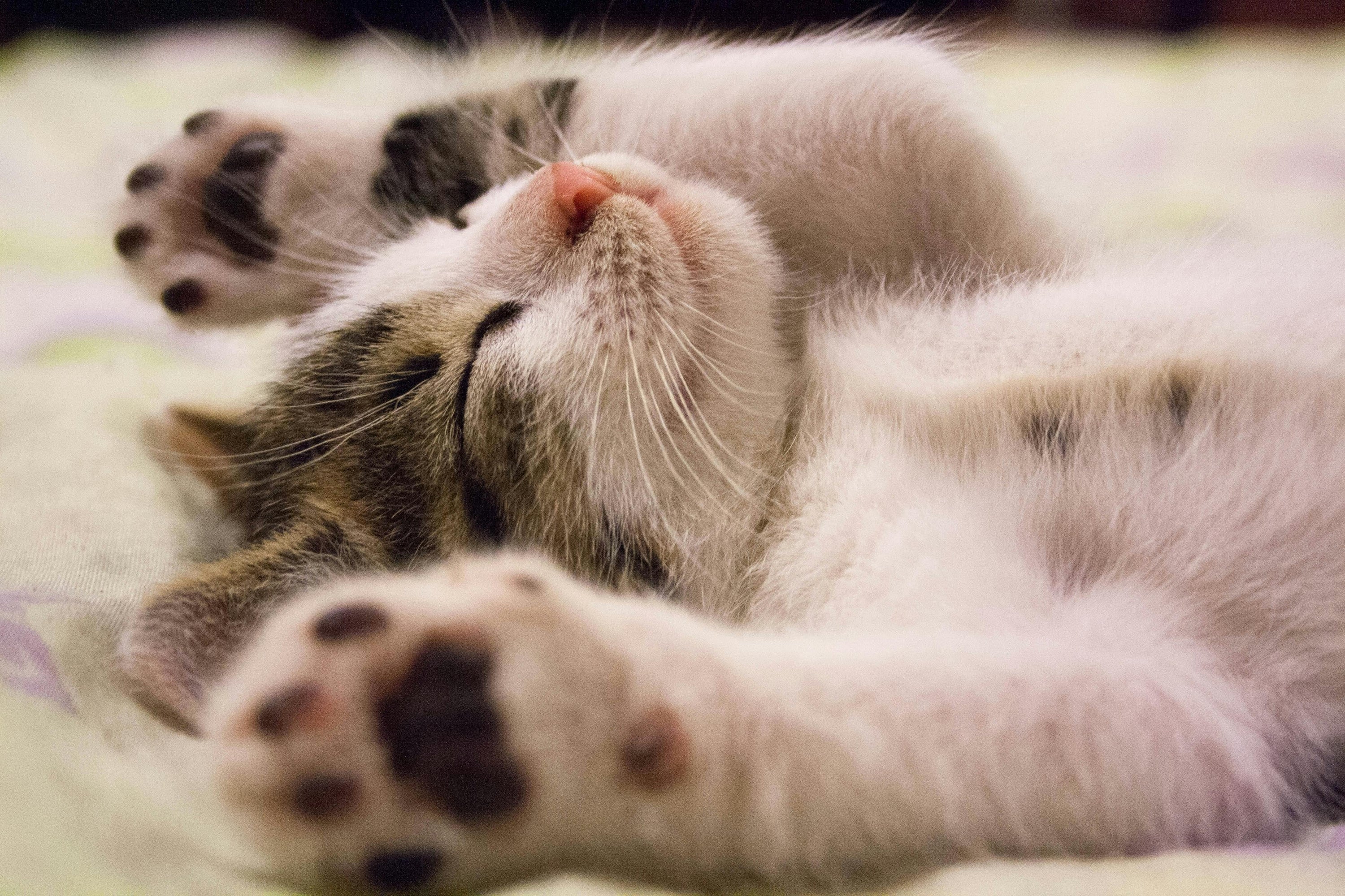 🐱 Top 10 Must-Have Accessories for Your Indoor Cat’s Well-Being