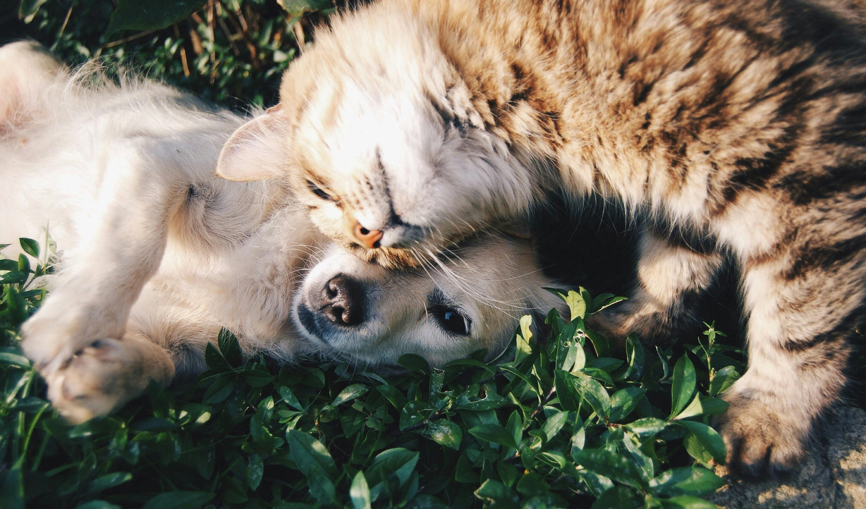 🐾 How to Keep Your Pet Occupied While You're Away